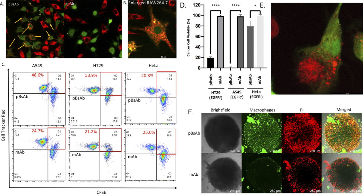 Macrophage-engaging peptidic bispecific antibodies（pBsAbs）for immunotherapy via a facile bioconjugation strategy